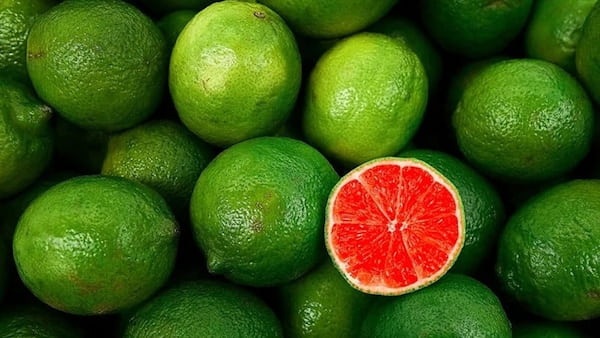 خرید و قیمت انواع لیمو ترش قرمز پیوندی
